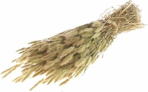 Polypogon Pluimpjes Natural Trosgierst, Huis en Inrichting, Woonaccessoires | Kunstplanten en Kunstbloemen, Nieuw, Ophalen of Verzenden