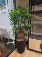 Fortunepalm kunstplant, H150cm, Huis en Inrichting, Kamerplanten, Ophalen of Verzenden