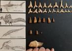 Collectie 30 fossielen - Fossiele tanden - Otodus obliquus;