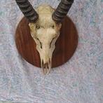Kob- Taxidermie wandmontage - Kobus ellipsiprymnus - trophée, Verzamelen, Dierenverzamelingen, Nieuw