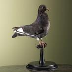 Duif Taxidermie Opgezette Dieren By Max, Verzamelen, Dierenverzamelingen, Ophalen of Verzenden, Nieuw, Vogel, Opgezet dier