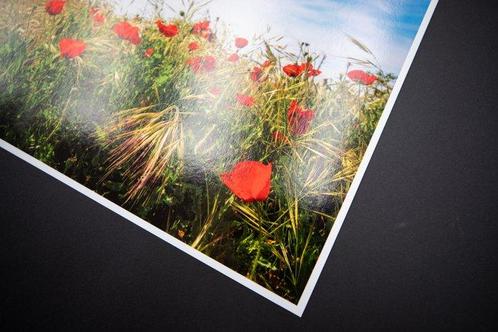 Viet Ha Tran - Poppy field I, Antiek en Kunst, Kunst | Designobjecten