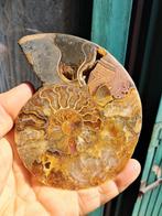 Ammoniet - Gefossiliseerd dier - Aioloceras (Cleoniceras)