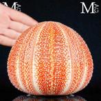 Grote gewone zee-egel - Diepe natuurlijke kleuren - Echinus