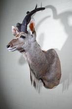 Greater Kudu Shoulder-mount - Schedel - Tragelaphus, Nieuw