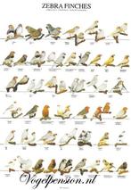 Gelamineerde A4 poster van zebravinken – Duurzaam & stijlvol, Verzenden, Nieuw