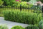 Japanse Hulst Ilex crenata Caroline Upright Haag 30-40 Pot, Tuin en Terras