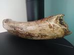 Wolharige mammoet - Gefossiliseerde slagtand - 47 cm - 11 cm