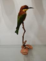 Castaneekopbijter Taxidermie volledige montage - Merops, Nieuw