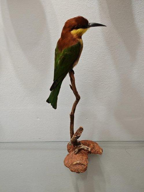 Castaneekopbijter Taxidermie volledige montage - Merops, Verzamelen, Dierenverzamelingen