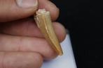 Zeldzame Afrikaanse Theropode TOP - Fossiele tand -