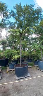 Cedrus Deodara Pendula treurceder Groen, Tuin en Terras, Planten | Bomen, Ophalen