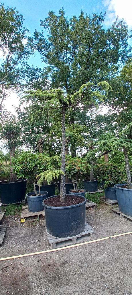 Cedrus Deodara Pendula treurceder Groen, Tuin en Terras, Planten | Bomen, Ophalen