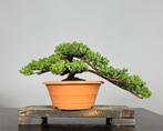 Jeneverbes bonsai (Juniperus) - Hoogte (boom): 25 cm -