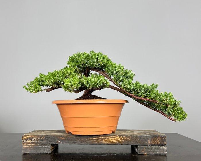 Jeneverbes bonsai (Juniperus) - Hoogte (boom): 25 cm -, Antiek en Kunst, Curiosa en Brocante