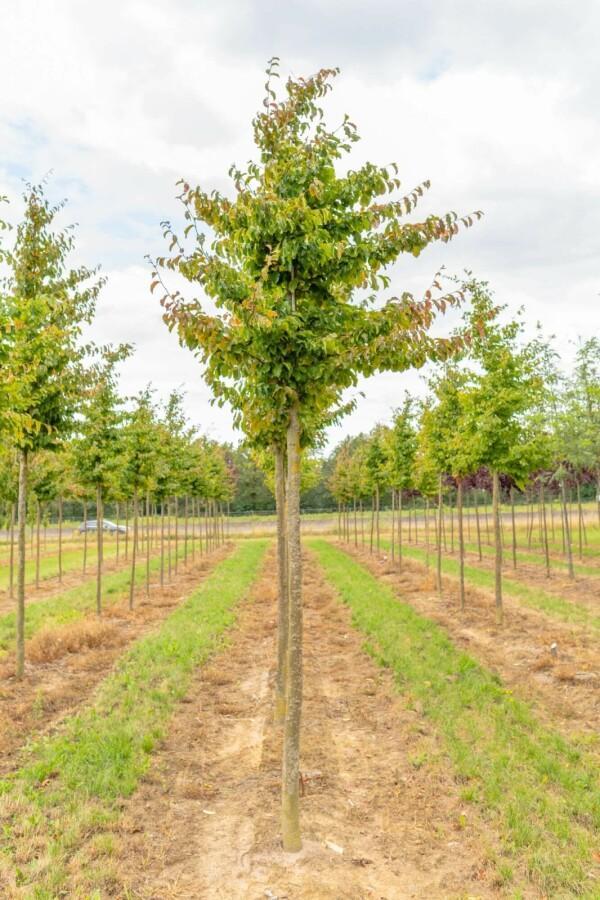Morus nigra hoogstam, Tuin en Terras, Planten | Tuinplanten