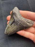 Megalodon - Fossiele tand - 8 cm - 6.9 cm, Verzamelen