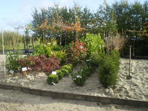 Laurier struik taxus bomen, Tuin en Terras, Planten | Bomen, Overige soorten, 100 tot 250 cm, Ophalen