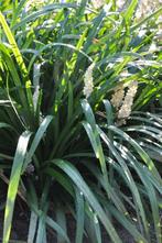 Leliegras Liriope muscari Monroe White Pot, Tuin en Terras, Planten | Tuinplanten