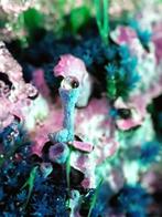 Inna Etuvgi alias My Psychedelic Garden - Surreal Lichens, Verzamelen