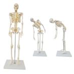 Anatomie model menselijk skelet met ruggenmergzenuwen, f..., Nieuw