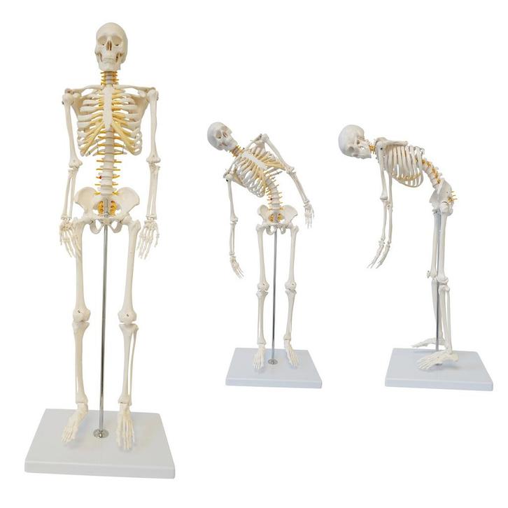 Anatomie model menselijk skelet met ruggenmergzenuwen, f..., Sport en Fitness, Massageproducten