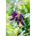Mucuna Pruriens - 100 Vegan Capsules, Verzenden, Nieuw, Poeder of Drank