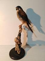 Amerikaanse torenvalk Taxidermie volledige montage - Falco, Nieuw