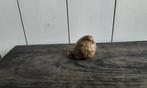 P. Chenet - Beeld, Vogel - 5 cm - Brons