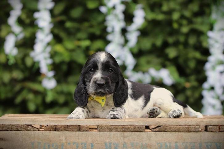 Gezonde Engelse Cocker pups te koop, Belgisch fokker, Dieren en Toebehoren, Honden | Retrievers, Spaniëls en Waterhonden, Meerdere