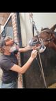 Paardentandarts / paardengebitsverzorger