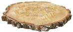 Boomstamschijf Berkenschijf ca. 35 cm, Hobby en Vrije tijd, Knutselen, Ophalen of Verzenden, Nieuw