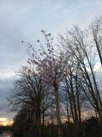 Prunus Subh. Autumnalis Sierkers hoogstam 200cm, Tuin en Terras, Planten | Bomen, Ophalen