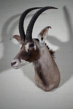 Roan Antelope Head Mount - Schedel - Hippotragus equinus - 0, Nieuw