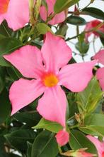 Sundaville Rek - Fuchsia Flame, Ophalen of Verzenden