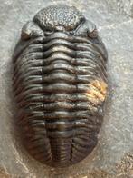 Trilobiet - Fossiel skelet - Phacops - 8 cm