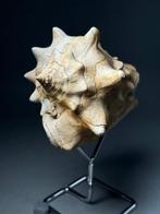 Grote stekelige gastropode - Gefossiliseerde schelp -, Verzamelen, Mineralen en Fossielen