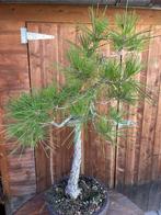 Den bonsai (Pinus) - Hoogte (boom): 85 cm - Diepte (boom):