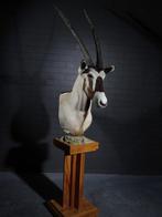 Gemsbok Pedestal Mount Taxidermie schoudermontage - Oryx, Verzamelen, Dierenverzamelingen, Nieuw
