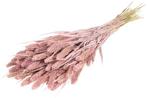 Setaria Trosgierst Misty Pink Bundel, Ophalen of Verzenden, Nieuw