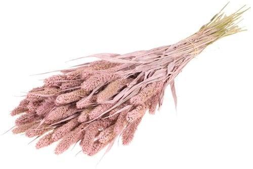 Setaria Trosgierst Misty Pink Bundel, Huis en Inrichting, Woonaccessoires | Kunstplanten en Kunstbloemen, Nieuw, Ophalen of Verzenden