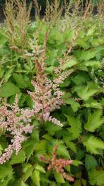 Astilbe japonica europa (zacht Roze, Herfstplanten kopen?), Tuin en Terras, Planten | Tuinplanten, Volle zon, Vaste plant, Siergrassen