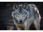 Glasschilderij Wolf | 1048, Ophalen of Verzenden, Nieuw