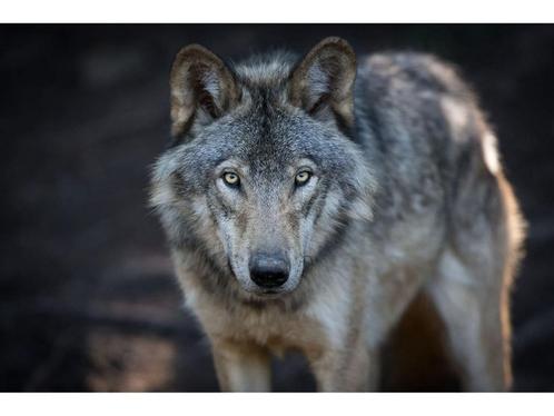 Glasschilderij Wolf | 1048, Huis en Inrichting, Woonaccessoires | Overige, Nieuw, Ophalen of Verzenden