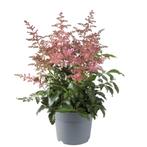 Astilbe arendsii Astary® Rose Red Shades: Elegante Kleur..., Tuin en Terras, Overige soorten, Volle zon, Vaste plant, Ophalen of Verzenden