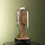 Bayawever Nest in Stolp Taxidermie Opgezette Dieren By Max, Verzamelen, Ophalen of Verzenden, Nieuw, Wild dier, Opgezet dier