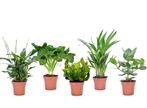 Gemixte Set van 5 Luchtzuiverende Planten, Huis en Inrichting, Kamerplanten, Verzenden