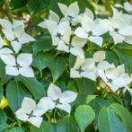 Cornus kousa Milky Way - 80-100 cm, Ophalen of Verzenden