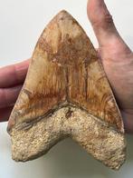 Grote Megalodon-tand 15,2 cm (6 inch) - Fossiele tand -