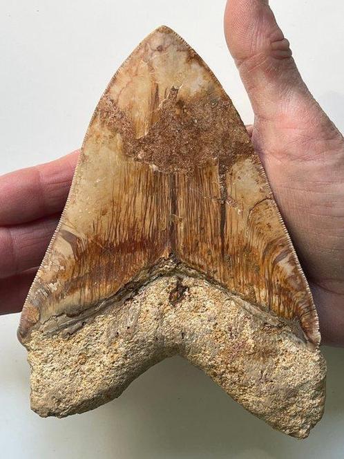 Grote Megalodon-tand 15,2 cm (6 inch) - Fossiele tand -, Verzamelen, Mineralen en Fossielen